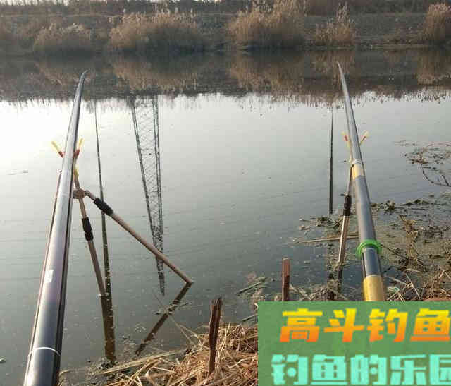 红虫冬钓鲫鱼,双炮竿作钓野生鲫鱼 红虫冬钓鲫鱼,双炮竿作钓野生鲫鱼