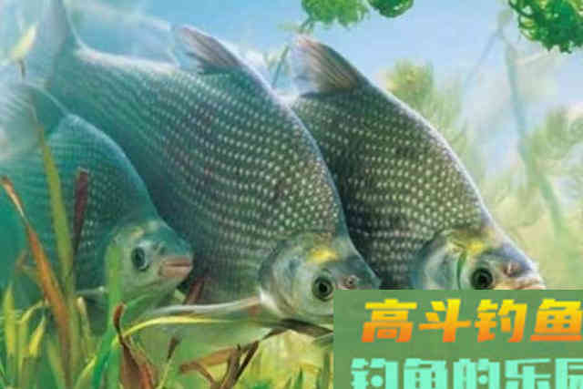 伏天了，鳊鱼照我说的钓，上鱼又快又狠