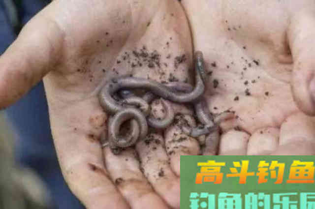 一放一收，这钓法果然是对付黑鱼的利器