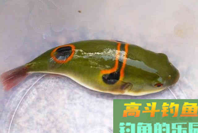 俗话说不吃河豚,不知鱼之鲜,这鱼该如何垂钓? 俗话说不吃河豚,不知鱼之鲜,这鱼该如何垂钓?