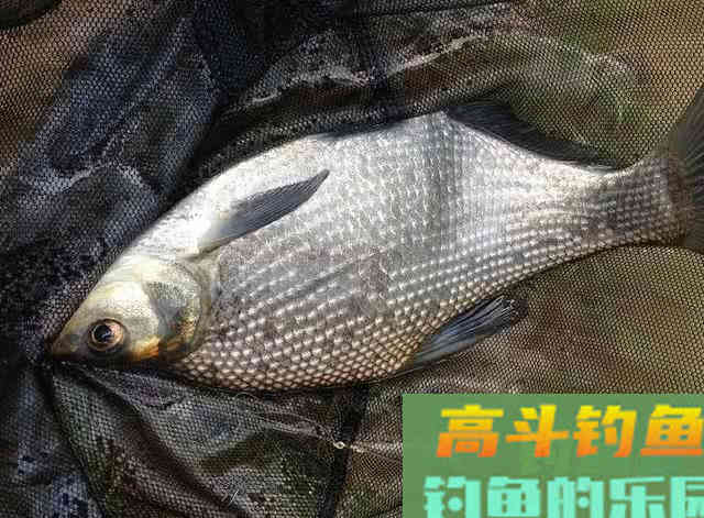 鳊鱼嘴馋属于傻鱼,分享一种特效饵和三种钓法 鳊鱼嘴馋属于傻鱼,分享一种特效饵和三种钓法