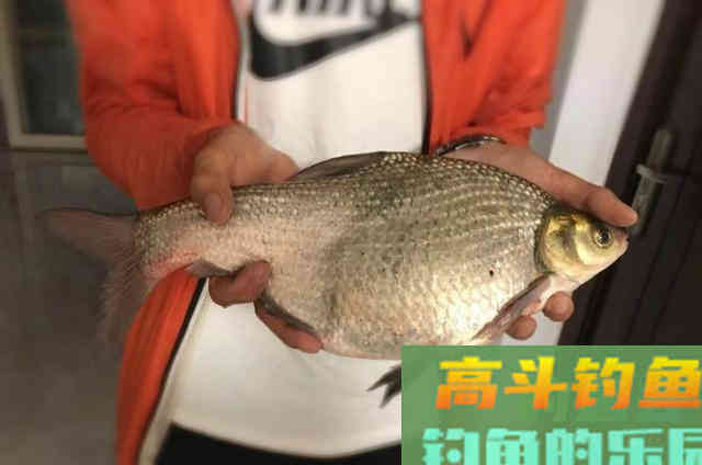 到了秋天鳊鱼才不好钓？钓友要牢牢记住的技巧