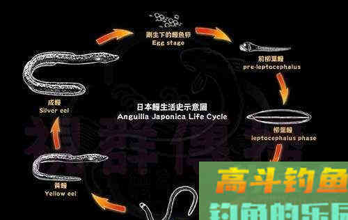 寿命50年的鳗鱼，产卵一次便死亡，要如何钓