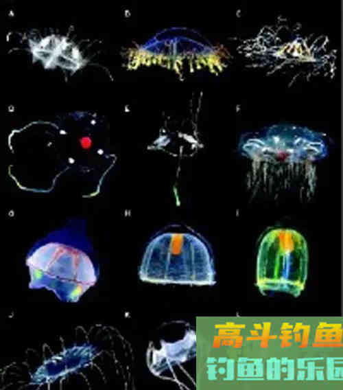 五彩斑斓桃花鱼,能在当今这个环境生存下来,确实实属不易 五彩斑斓桃花鱼,能在当今这个环境生存下来,确实实属不易