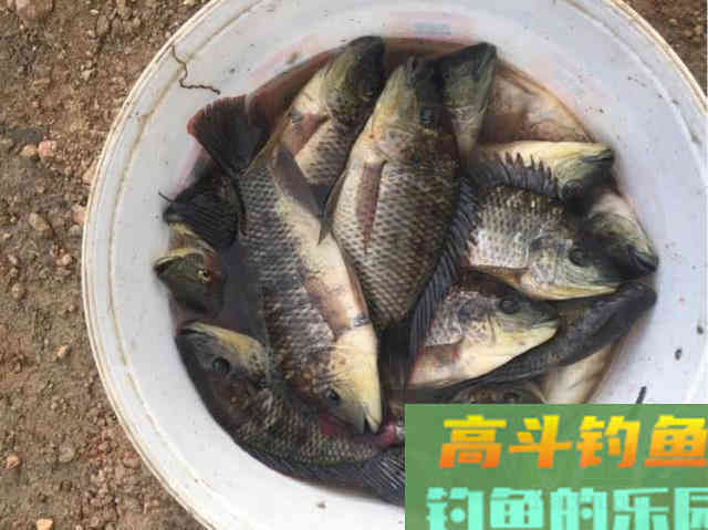 罗非鱼的习性解析，解析它爱谈恋爱的钓法