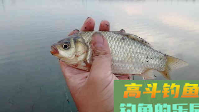 钓鲫鱼出现这七种漂相，都是鱼口，一抓一个准