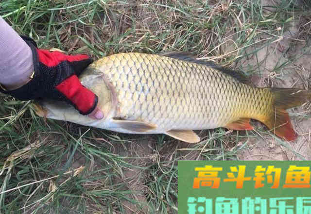 钓鲫鱼碰到大鱼吃钩怎么办？鱼竿、线组、鱼钩要搭配好