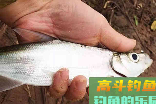 伏天不用这钓法来&ldquo;对付&rdquo;翘嘴，莫想鱼获翻倍提升