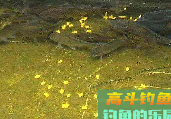 入冬前搞鲤鱼，饵料中除了腥味饵，别忘了这几种饵料