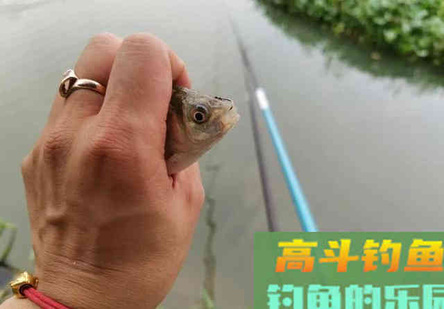 天冷钓鲫鱼,线组要用多细才有口 天冷钓鲫鱼,线组要用多细才有口