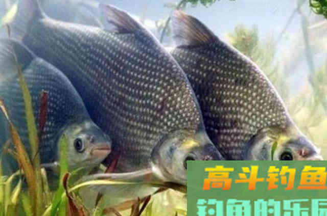 立秋后,鳊鱼更难钓?按我这样做,一下竿就有口 立秋后,鳊鱼更难钓?按我这样做,一下竿就有口