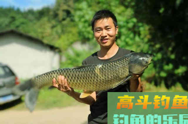 草鱼可以这样钓,效果绝对杠杠的 草鱼可以这样钓,效果绝对杠杠的