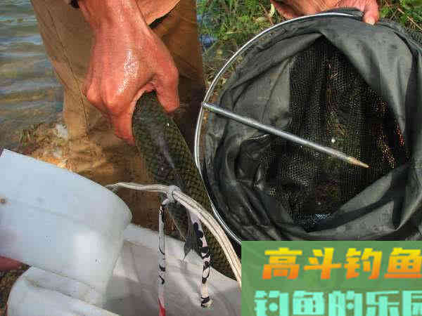 两斤的鲮鱼能切2.0的子线，这种鱼该如何垂钓？