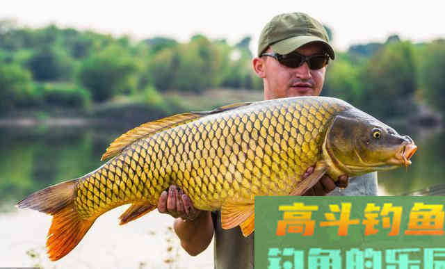 野钓鲤鱼，抓住它的这几个习性有口必中