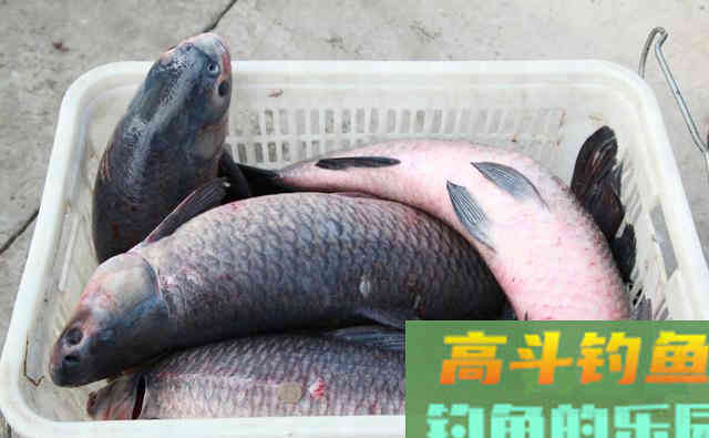 黑坑青鱼的怒吼：这么多好钓法你不用，却用最笨的钓法