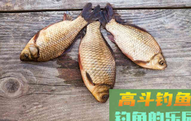 如何垂钓大板鲫，寒露之后掌握这5个关键点