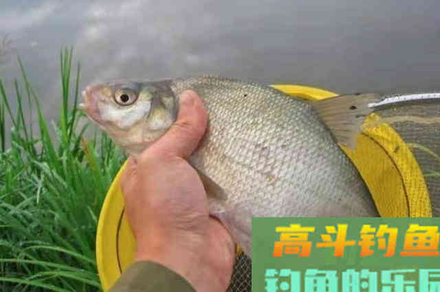 一提鳊鱼就来劲,谁料这鳊鱼钓法太强悍 一提鳊鱼就来劲,谁料这鳊鱼钓法太强悍