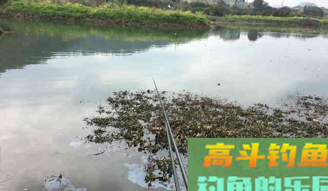 如何春天里寻找黄辣丁？大雨后，守住这些位置有惊喜