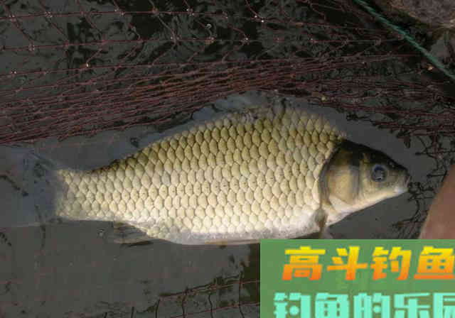 鲫鱼有几种?有的很普通,有的是宫廷贡品 鲫鱼有几种?有的很普通,有的是宫廷贡品