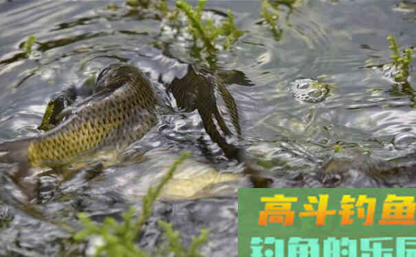 鲤鱼甩籽期间怎么作钓？野钓客教你