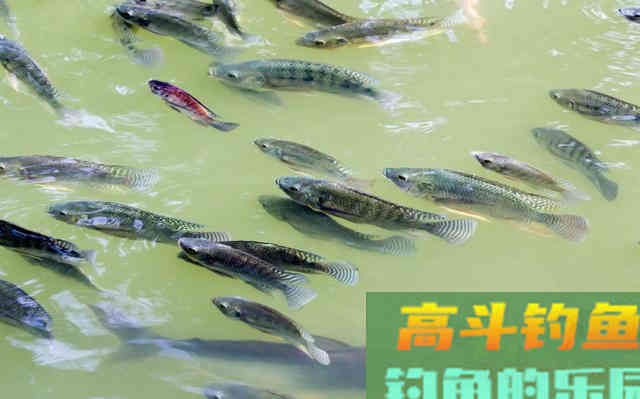罗非的由来,以及钓罗非的技巧和饵料使用 罗非的由来,以及钓罗非的技巧和饵料使用