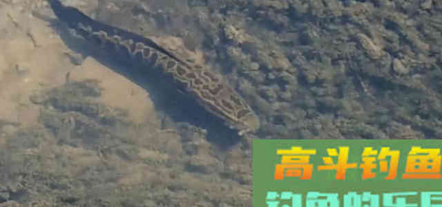 民间传说:黑鱼是孝鱼?关于黑鱼,你对它了解太少了 民间传说:黑鱼是孝鱼?关于黑鱼,你对它了解太少了