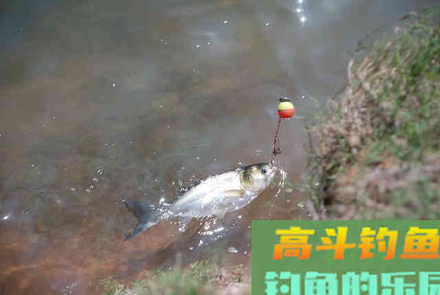 夜钓鲢鳙,试试这三招,渔获比白天很多 夜钓鲢鳙,试试这三招,渔获比白天很多