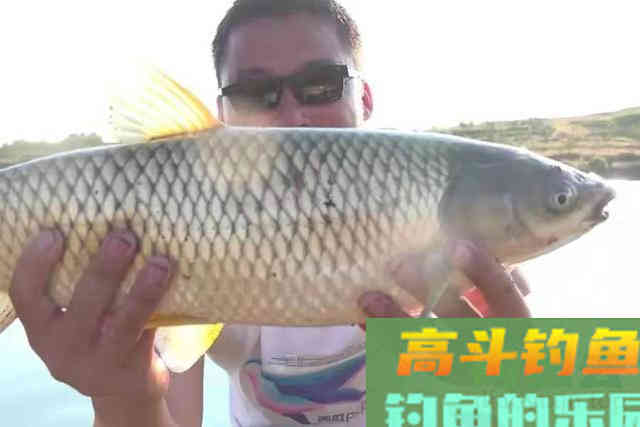 别嫌我啰嗦,要怪就怪这草鱼钓法太狠了 别嫌我啰嗦,要怪就怪这草鱼钓法太狠了