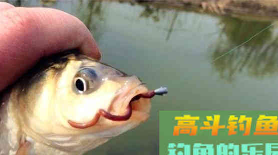 秋末钓鲫鱼，用饵料还是蚯蚓？鱼饵不重要重要的是水情