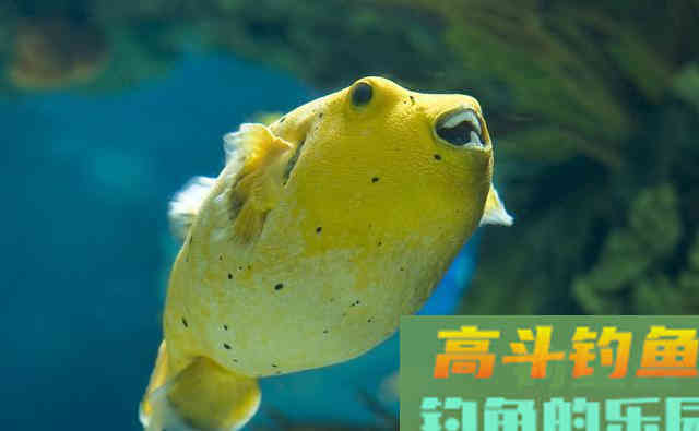 河豚到底是淡水鱼还是海鱼？怎样去垂钓河豚