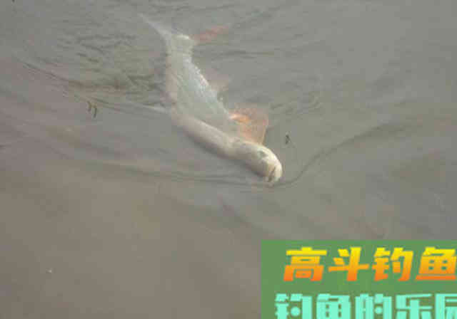 如何钓到蒙古红鲌？嘴巴地包天，俗称红尾巴