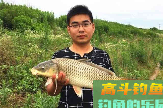热天用来擒获鲤鱼,一根竿都钓不过来 热天用来擒获鲤鱼,一根竿都钓不过来