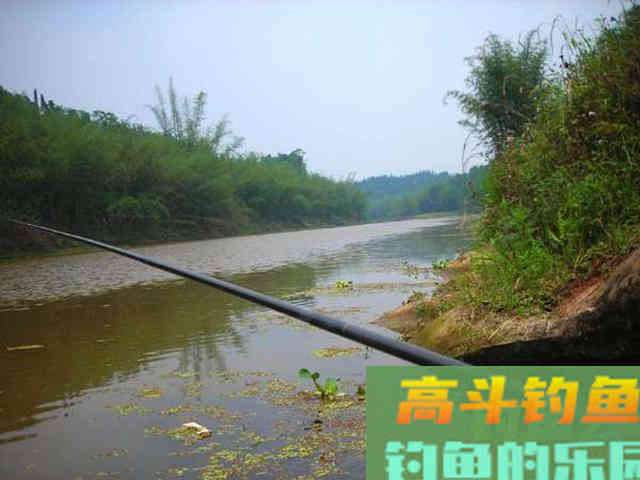 钓黄辣丁掌握好三个时机，四种钓法，一项注意