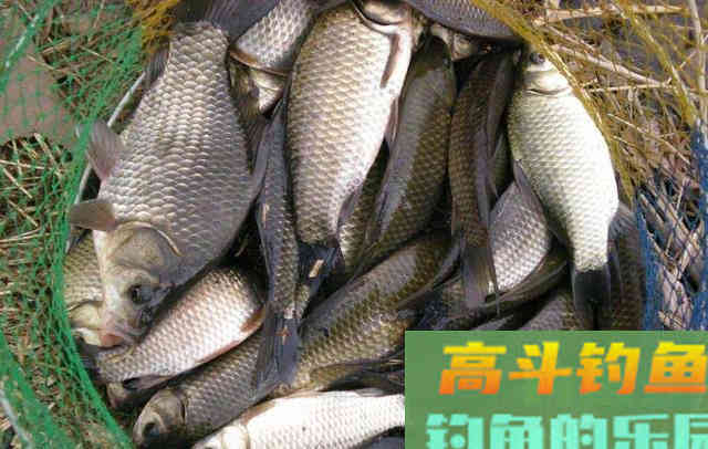 鲫鱼有哪些种类？没想到竟然有这么多种