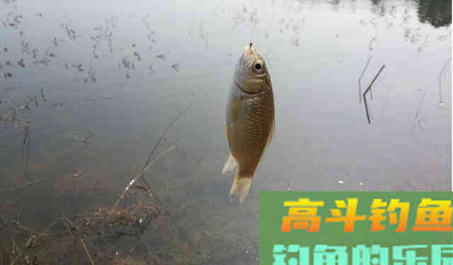 鲫鱼无口,多半不是饵的事,而是逗钓不到位 鲫鱼无口,多半不是饵的事,而是逗钓不到位