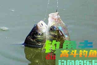 四月钓鲫鱼得留意好这些技巧