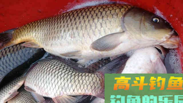 冬钓鲤鱼,这样选钓点,开制窝料、饵料,试试看 冬钓鲤鱼,这样选钓点,开制窝料、饵料,试试看