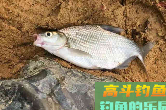 热天只需用这鳊鱼钓法，上鱼不要太快