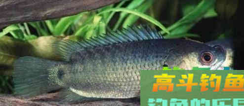 这种小型鲫鱼，能够上岸行走，为什么惹广东钓友厌恶