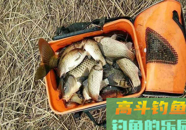 立春后钓鲫鱼,牢记这3点,渔获起步10斤 立春后钓鲫鱼,牢记这3点,渔获起步10斤