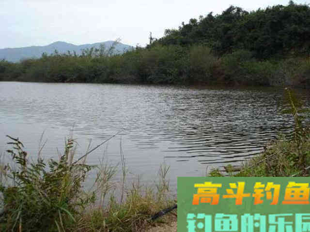 此鱼和挨饿的草鱼似有几分相像,生活在咸淡水交界处 此鱼和挨饿的草鱼似有几分相像,生活在咸淡水交界处