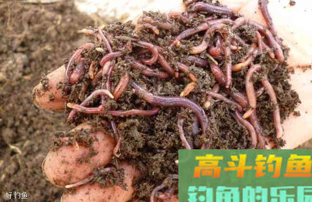 六种钓鲫鱼用饵技巧