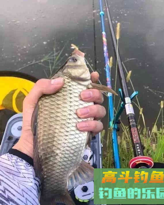 进入初秋之后要怎样钓鲫鱼呢?5个技巧告诉你 进入初秋之后要怎样钓鲫鱼呢?5个技巧告诉你