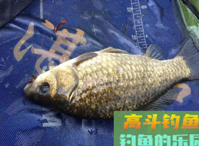 深秋野钓鲫鱼不宜死等口,传统钓主动出击找鱼窝更靠谱 深秋野钓鲫鱼不宜死等口,传统钓主动出击找鱼窝更靠谱