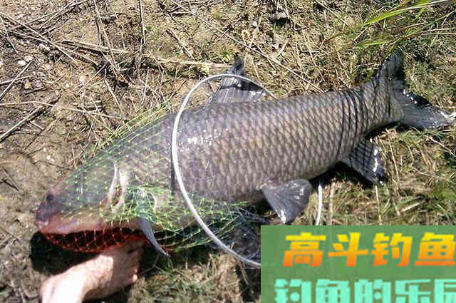 多年垂钓经验,总结而来的钓青鱼心得 多年垂钓经验,总结而来的钓青鱼心得