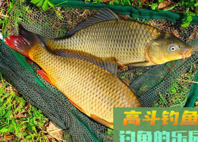 六个钓鲤鱼的野路子,专攻库钓上鱼率提升80% 六个钓鲤鱼的野路子,专攻库钓上鱼率提升80%