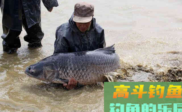 水库常有大青鱼,解析水库野钓青鱼4大技巧 水库常有大青鱼,解析水库野钓青鱼4大技巧
