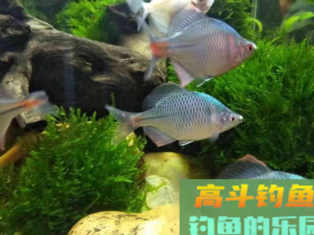 还在看不起&ldquo;屎光皮&rdquo;？论条5块，按斤上百，我冰箱中唯一的存鱼