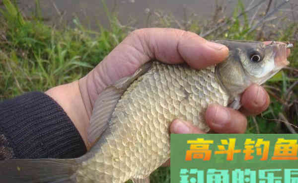 秋季钓鲫鱼,注意这些变化,不愁钓不大鲫鱼 秋季钓鲫鱼,注意这些变化,不愁钓不大鲫鱼