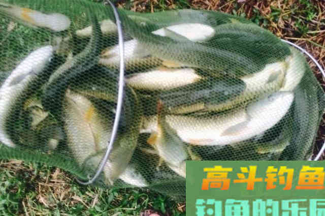 热天唯独这草鱼钓法才霸道，莫不信，用过的人不简单